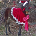 Dressed up for Christmas
