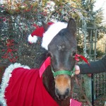 Dressed up for Christmas