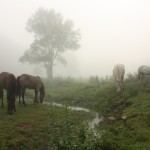 In the Mist