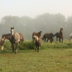 The Herd