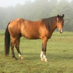 Woodrow