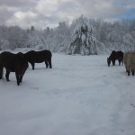 Herd in the Snow